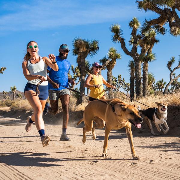 Two women and one man running with dogs on a dirt trail. Shop running socks